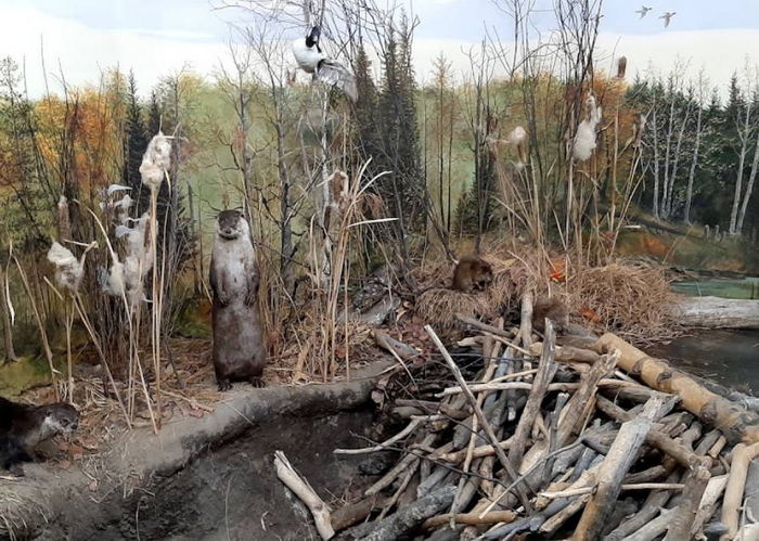 Call of the Wild - 2022 Photos (newer photo)